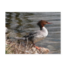 Redhead postcards by toots1 Redhead postcards