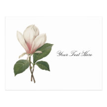 Redoute Magnolia Post Cards