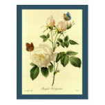 Redoute Print: 'Bengal Rose Hymanee' Post Cards
