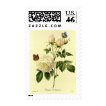 Redoute Print: 'Bengal Rose Hymanee' Stamp