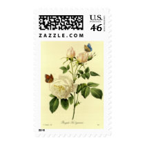 Redoute Print: 'Bengal Rose Hymanee' Stamp