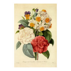 Redoute's Camellias and Narcissus print