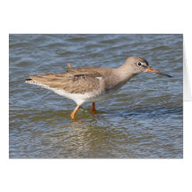 Redshank Greeting Card