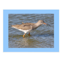 Redshank Post Card