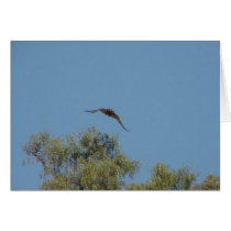 Redtail Hawk cards