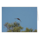 Redtail Hawk cards