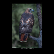 RedTailHawk posters
