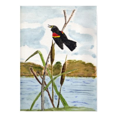 Redwing Blackbird Print by kchwxdr