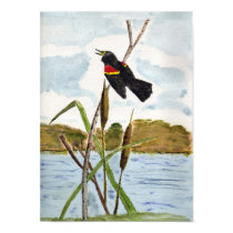Redwing Blackbird posters