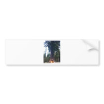 RedWood Forest Bumper Sticker