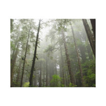 Redwood Forest canvas prints