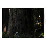 Redwood Forest Greeting Cards