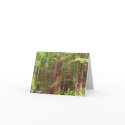 Redwood Forest Card