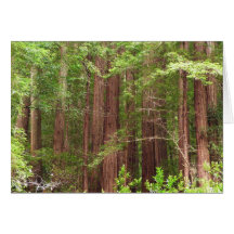 Redwood Forest Card