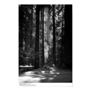 Redwood Forest, Founder's Grove, 1966 print