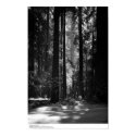 Redwood Forest, Founder's Grove, 1966 posters by ucrcmp Redwood Forest, Founder's Grove, 1966 posters