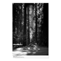 Redwood Forest, Founder's Grove, 1966 posters