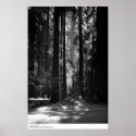 Redwood Forest, Founder's Grove, 1966 Print