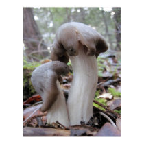 Redwood Forest Fungi posters