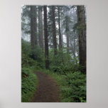 Redwood forest in fog, Oregon Poster