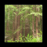 Redwood Forest Magnet
