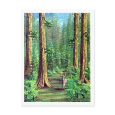 Redwood Forest Post Cards by Amarlis