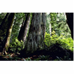 Redwood Forest, Prairie Creek Photo Sculpture
