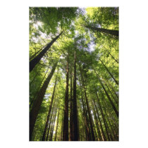 Redwood Forest, Rotorua, New Zealand