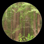 Redwood Forest Sticker
