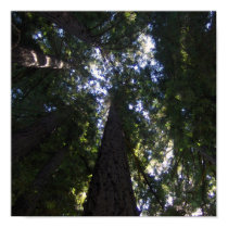 Redwood Grove posters by makerlog Redwood Grove posters