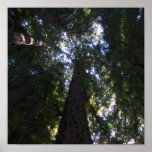 Redwood Grove Print