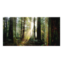 Redwood Morning Personalized Photo Card