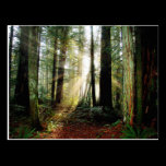 Redwood Morning postcards