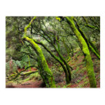 Redwood Regional Park, California Postcard
