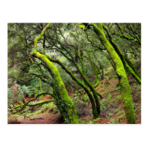 Redwood Regional Park, California Postcard