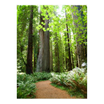 Redwood Trail posters by omanda Redwood Trail posters