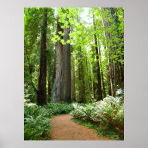 Redwood Trail Posters