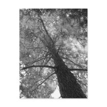 Redwood Tree Black and White postcards by pussreboots Redwood Tree Black and White postcards