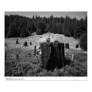 Redwood Tree Stumps and Reclaimed Land, 1966 print