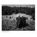 Redwood Tree Stumps and Reclaimed Land, 1966 posters