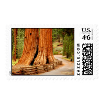 Redwood trees at Yosemite postage