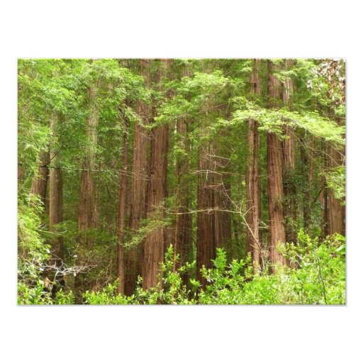 Redwood Trees Photo Print