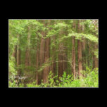 Redwood Trees Postcard