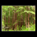 Redwood Trees Postcard