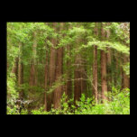 Redwood Trees Print