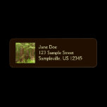 Redwood Trees Return Address Label