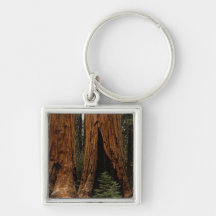 Redwood Trees, Sequoia National Park. Key Chain