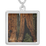 Redwood Trees, Sequoia National Park. Personalized Necklace