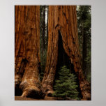Redwood Trees, Sequoia National Park. Poster