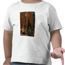 Redwood Trees, Sequoia National Park. Tee Shirts